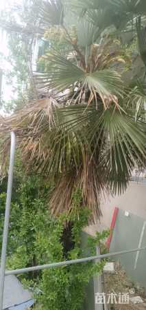 裸干高2000厘米棕榈