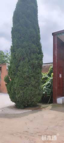 高度700厘米松柏