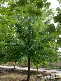 18公分美国红枫-红点