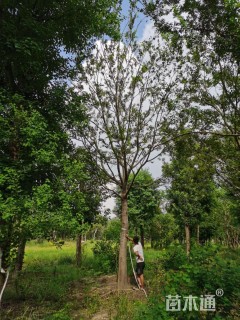 20公分朴树
