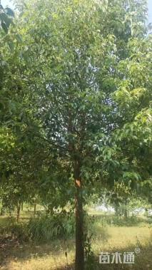 16公分香樟