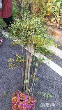 高度150厘米南天竹