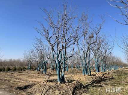 60公分丛生朴树