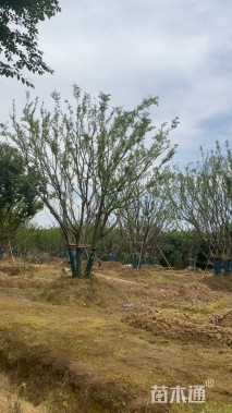 100公分(5杆)丛生朴树