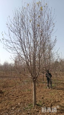 18公分二乔玉兰