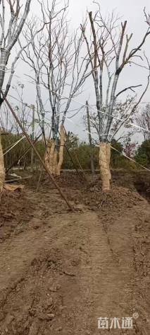 15公分丛生乌桕