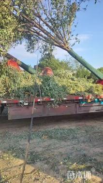 20公分大叶女贞