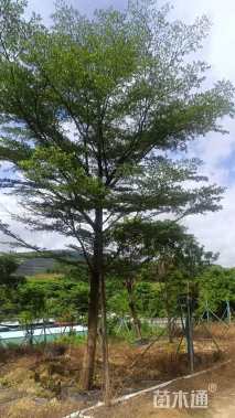 20公分小叶榄仁