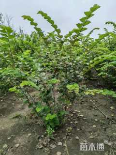 高度180厘米丛生紫荆