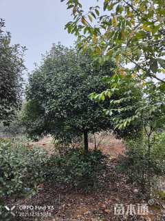 15公分高杆红叶石楠