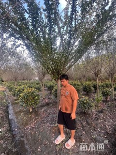 12公分西府海棠