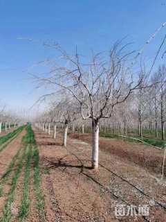 15公分染井吉野樱