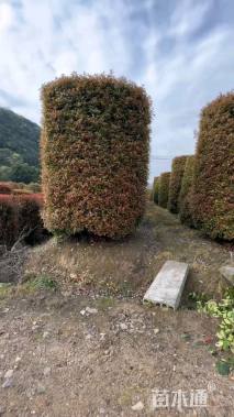 高度350厘米红叶石楠柱