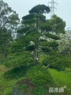 移栽苗造型罗汉松