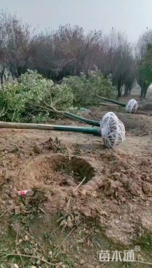 14公分红果冬青