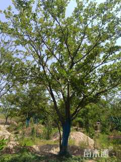 40公分(5杆)丛生朴树