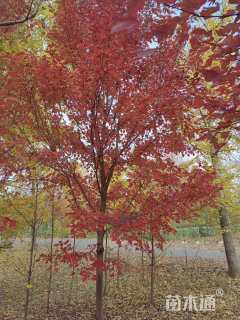 10公分美国红枫