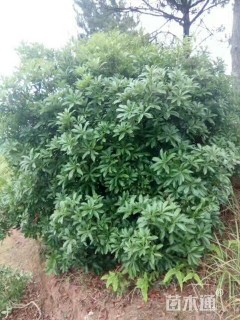 冠幅300厘米杨梅球