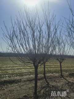 高度300厘米关山樱