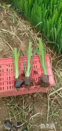 高度45厘米黄菖蒲