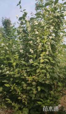 高度200厘米太平花