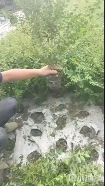 高度30厘米毛叶丁香