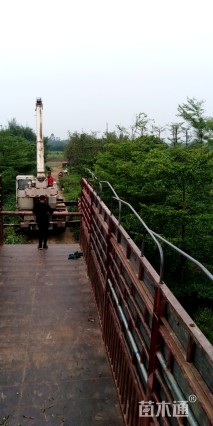 10公分细叶榄仁