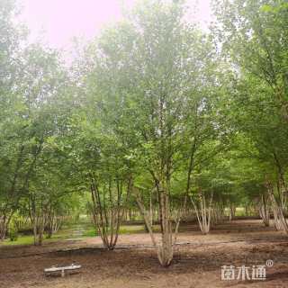 高度800厘米丛生白桦