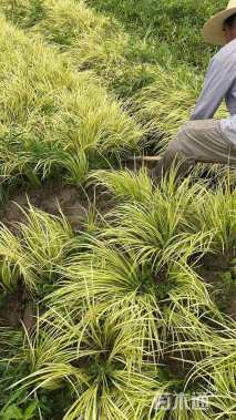 高度30厘米金叶石菖蒲