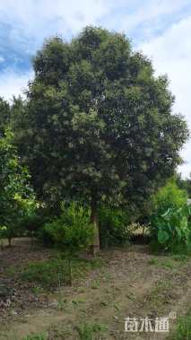 22公分大叶女贞