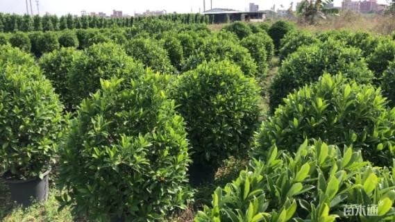 高度80厘米非洲茉莉