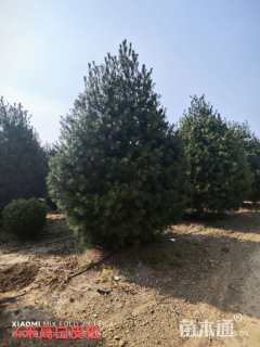 高度500厘米白皮松