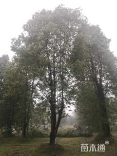 30公分丛生香樟