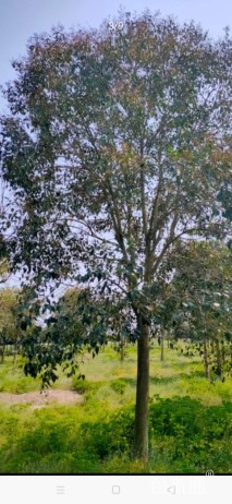 20公分大叶女贞