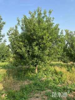 12公分八棱海棠