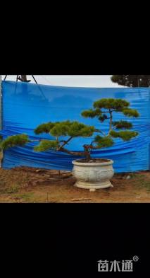 高度100厘米黑松