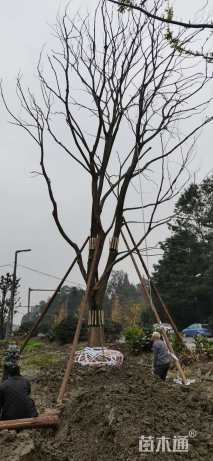 50公分朴树
