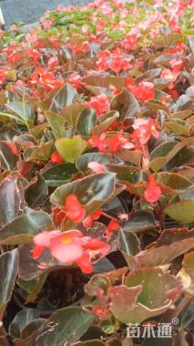 高度20厘米比哥海棠