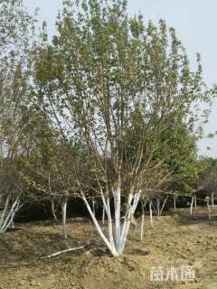 高度600厘米丛生元宝枫