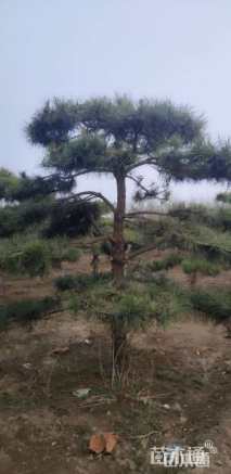 高度300厘米白皮松