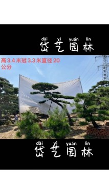 48公分造型油松