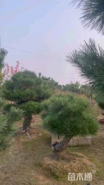 景松出售,基地20多亩,欢迎前来选购