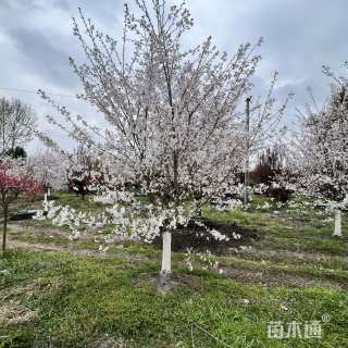 15公分染井吉野樱