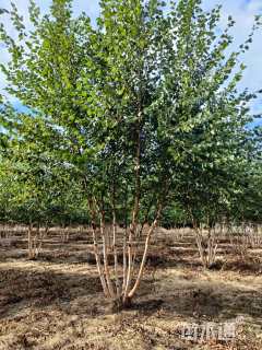 高度700厘米丛生白桦