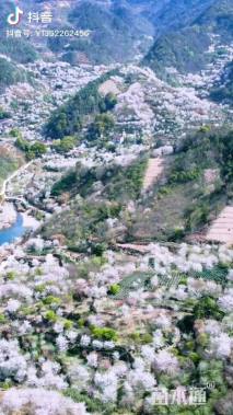 35公分染井吉野樱