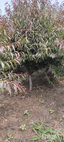 18公分红叶碧桃