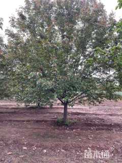 12公分绚丽海棠