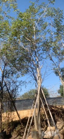 15公分黄花风铃木