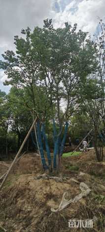 60公分(5杆)丛生乌桕