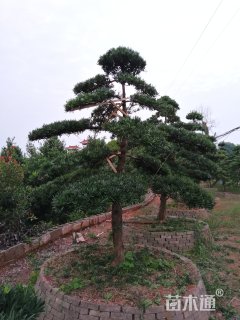 15公分造型罗汉松